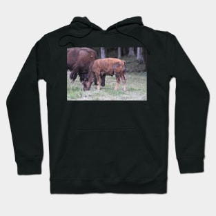 Adolescent Bison Hoodie